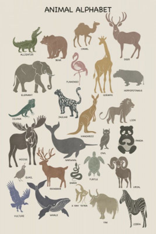 Animal Alphabet