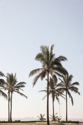 Tall Palm Trees