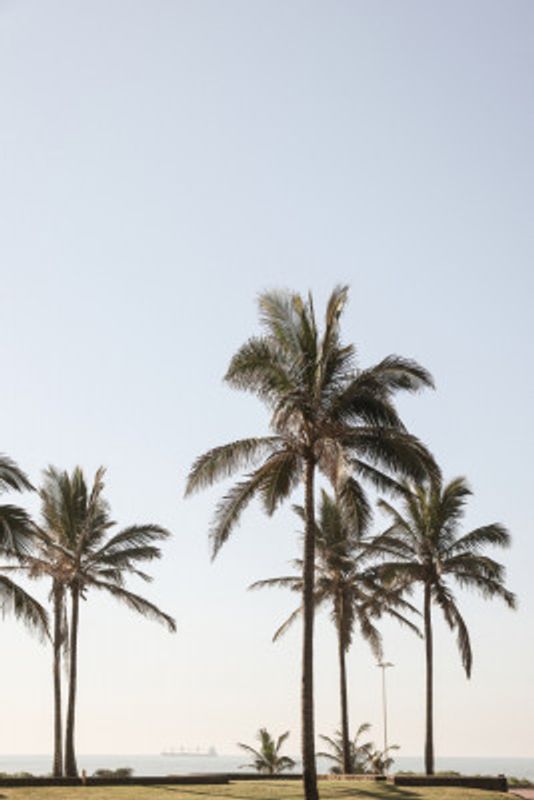 Tall Palm Trees