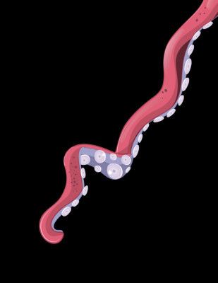 Tentacle in the sea
