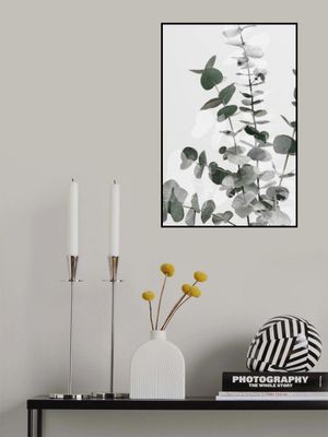 Eucalyptus Creative 06