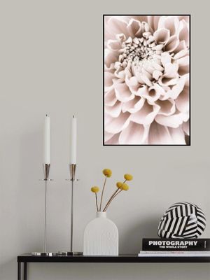 Chrysanthemum No 01