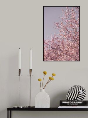 Pink Cherry Blossoms