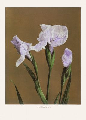 Iris Kæmpferi no2