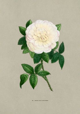 Rose Marie De Saint Jean