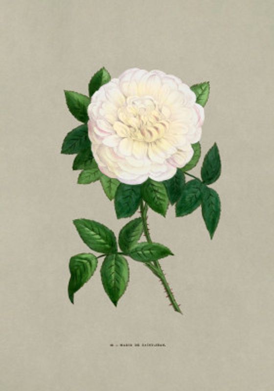 Rose Marie De Saint Jean