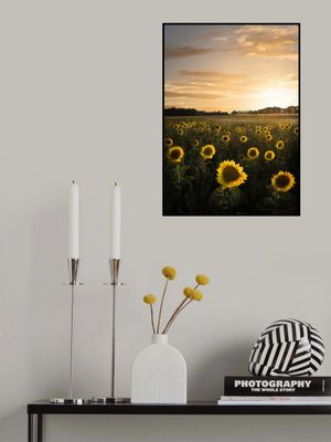 Sunflowerfield in Sweden