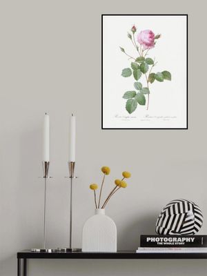 Crenate Leaved Cabbage Rose, Les Roses (1817–1824)