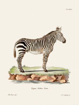 Zebra From Die Säugthiere (1778 1855) By Johann Christian Daniel Von Schreber.