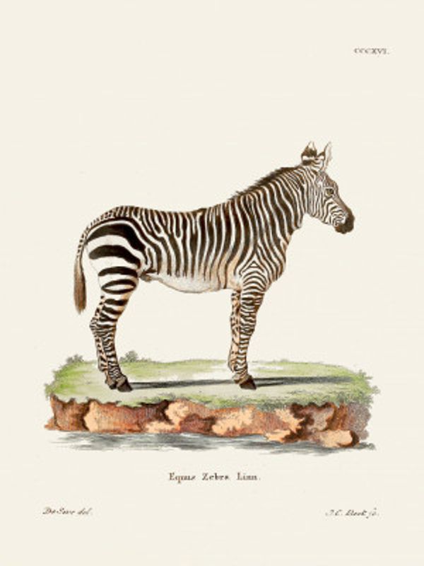 Zebra From Die Säugthiere (1778 1855) By Johann Christian Daniel Von Schreber.