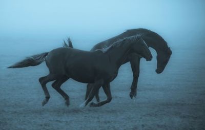 Horses in the fog