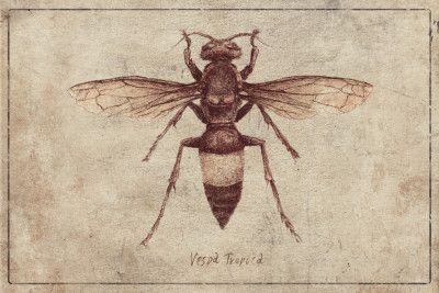 Illustration Of A Vespa Tropica