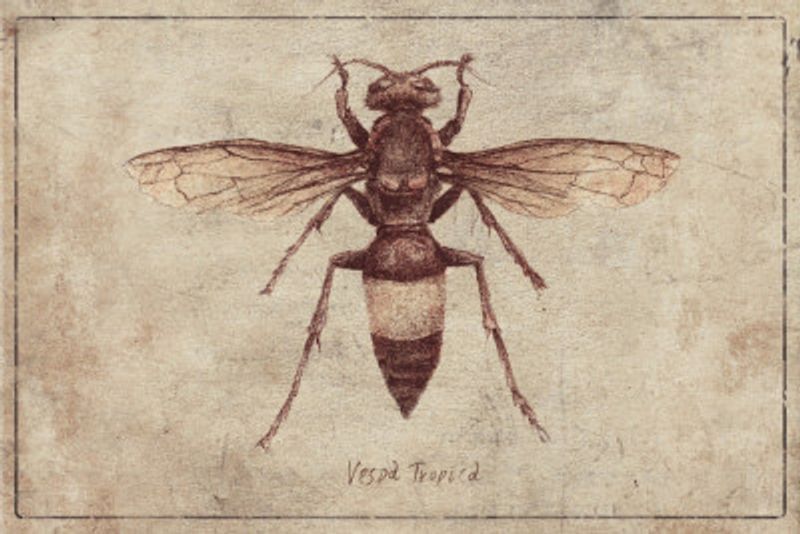 Illustration Of A Vespa Tropica