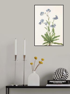 Alpine Forget Me Not From North American Wildflowers (1925) By Mary Vaux Walcott