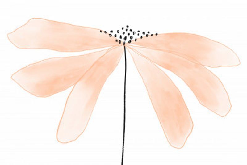 Delicate Peach Color Flower with Petals