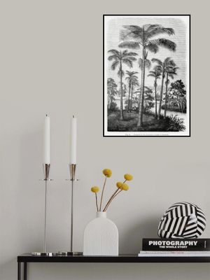 Vintage Palm Tree Drawing Ii