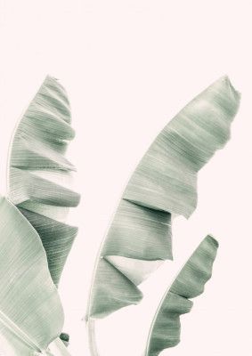 Blush Banana Leaves