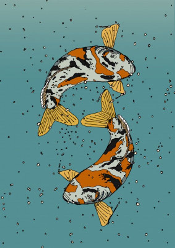 Two koi Fish Swimming in Water