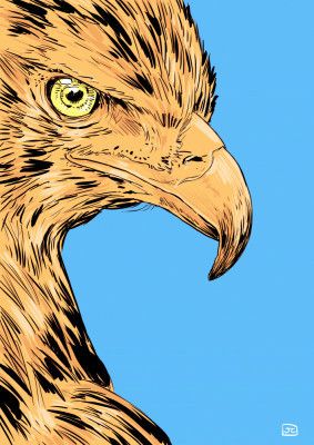 Eagle Eye Illustration