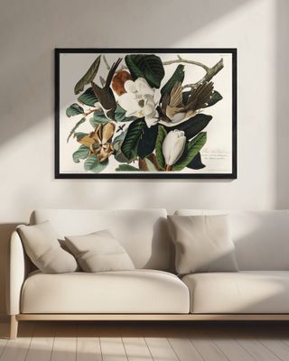 Black Billed Cuckoo From Birds of America (1827)