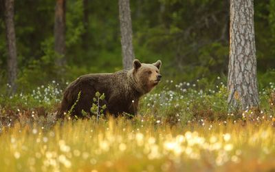 Brown Bear