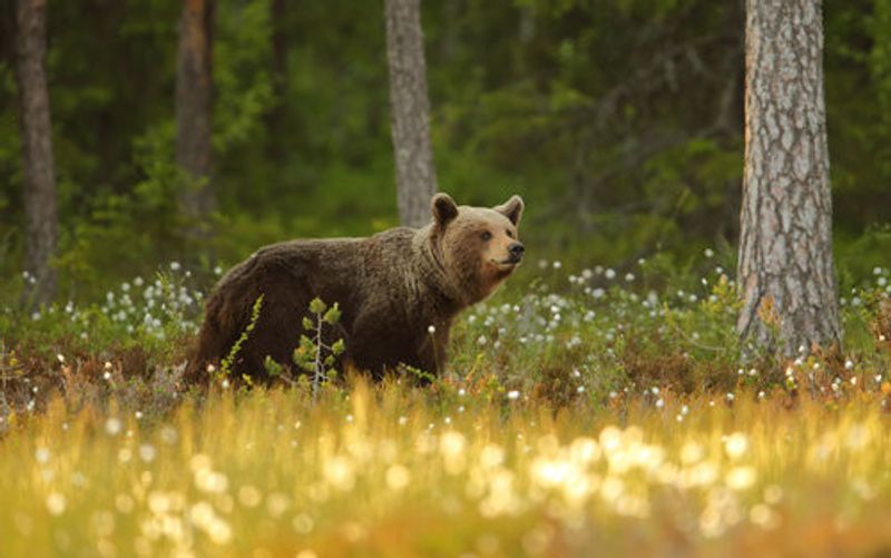 Brown Bear