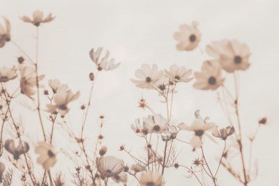 Cosmea Summer Garden Beige Toffee