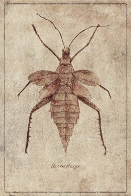 Vintage Insect Illustration