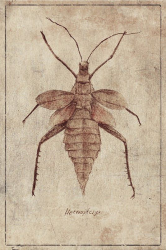Vintage Insect Illustration