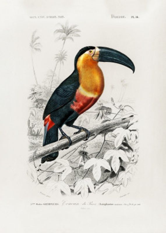 Toucan (ramphastos)