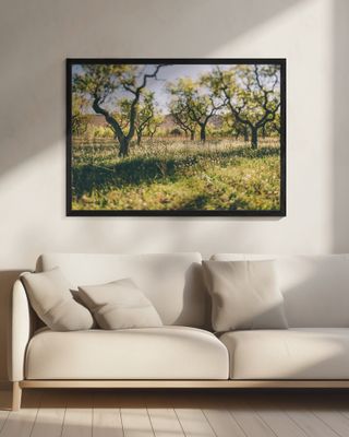 Almond Grove Bathes In Sunlight