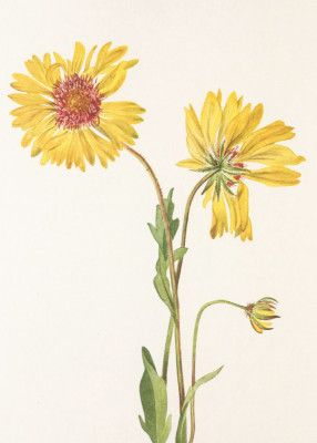 Perennial Gaillardia From North American Wildflowers (1925) By Mary Vaux Walcott.