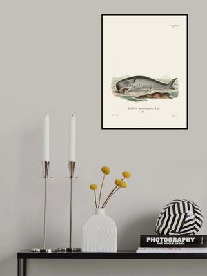 Sperm Whalejohann Andreas Wagener and Johann Christian Daniel Von Schreber.