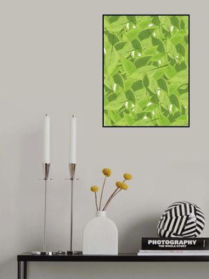 Leaves
