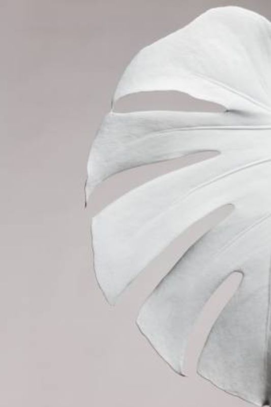 Monstera White 05