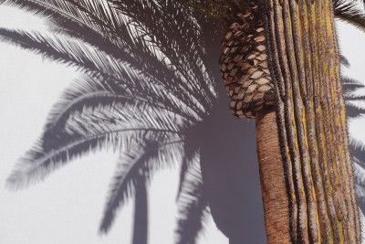 Las Vegas Shadows Palm Tree