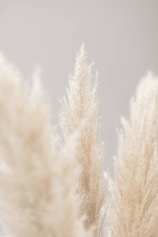 Pampas Grass Grey 04