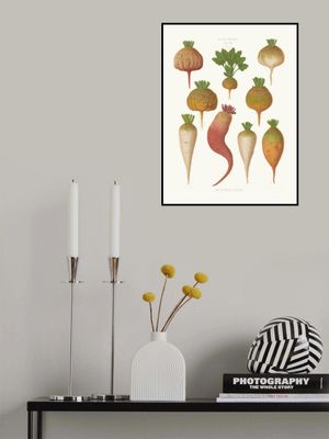 Mangel Wurzels. Sugar Beets From Album Benary (1876 1886) By Ernst Benary