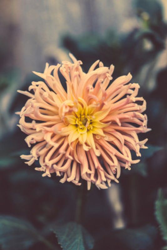Chrysanthemum with Pink and Yellow Hues