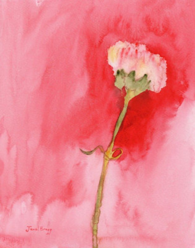Carnation in Pink Coral