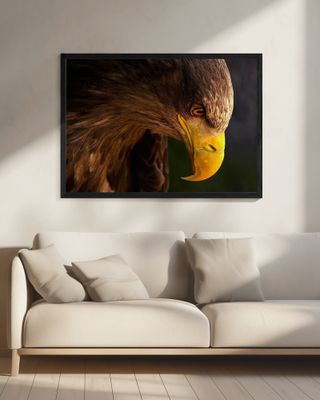 Eagle pursues prey