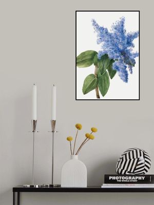 California Lilac (1935)