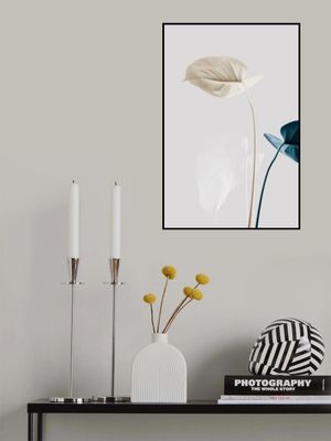 Monstera Creative 22