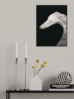 Greyhound black and white 02