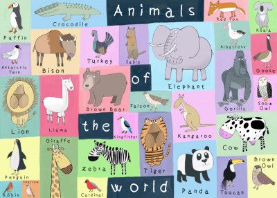 Animals of the World Illustration by Artist Carla Daly