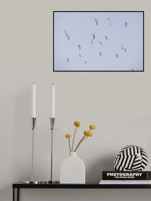 Seagulls In Flight