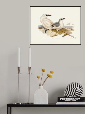 Red Tailed Tropic Bird