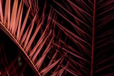 Tropical Magenta Fronds