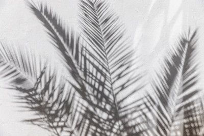 Tropical Shadow Play