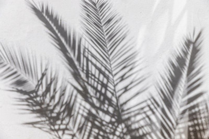 Tropical Shadow Play
